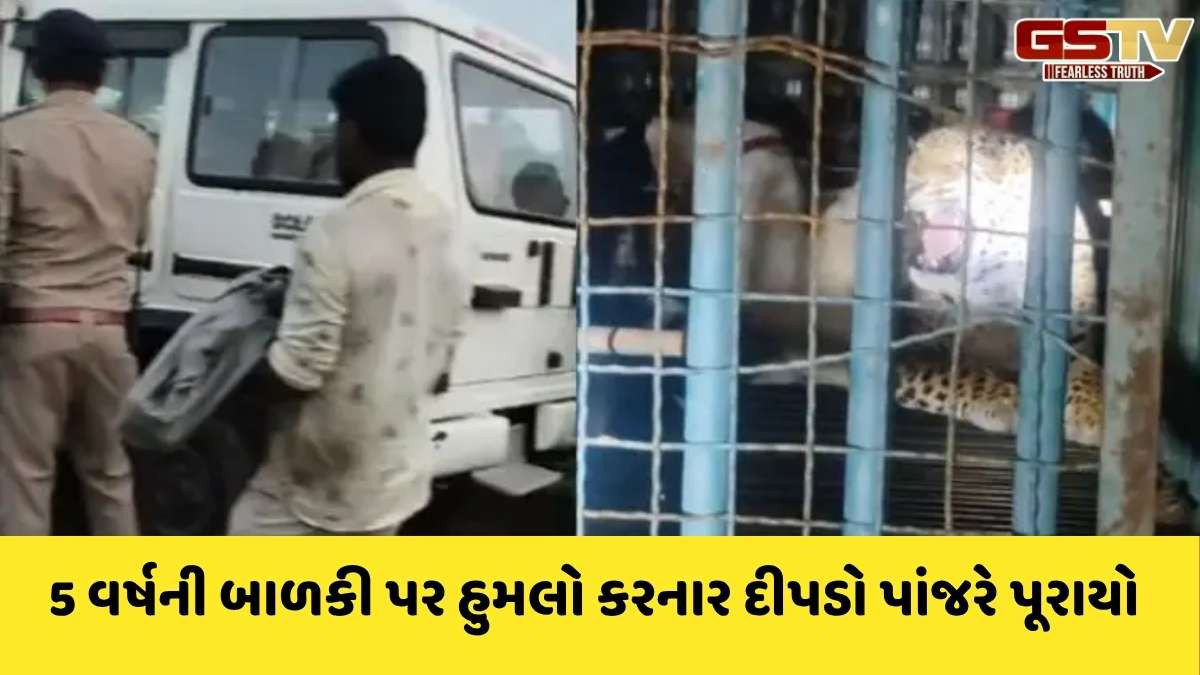 Amreli news: સાવરકુંડલામાં નરભક્ષી દીપડાના હુમલાથી 5 વર્ષની બાળકીના મોત બાદ વન વિભાગે 24 કલાકમાં દીપડાને પાંજરે પુર્યો