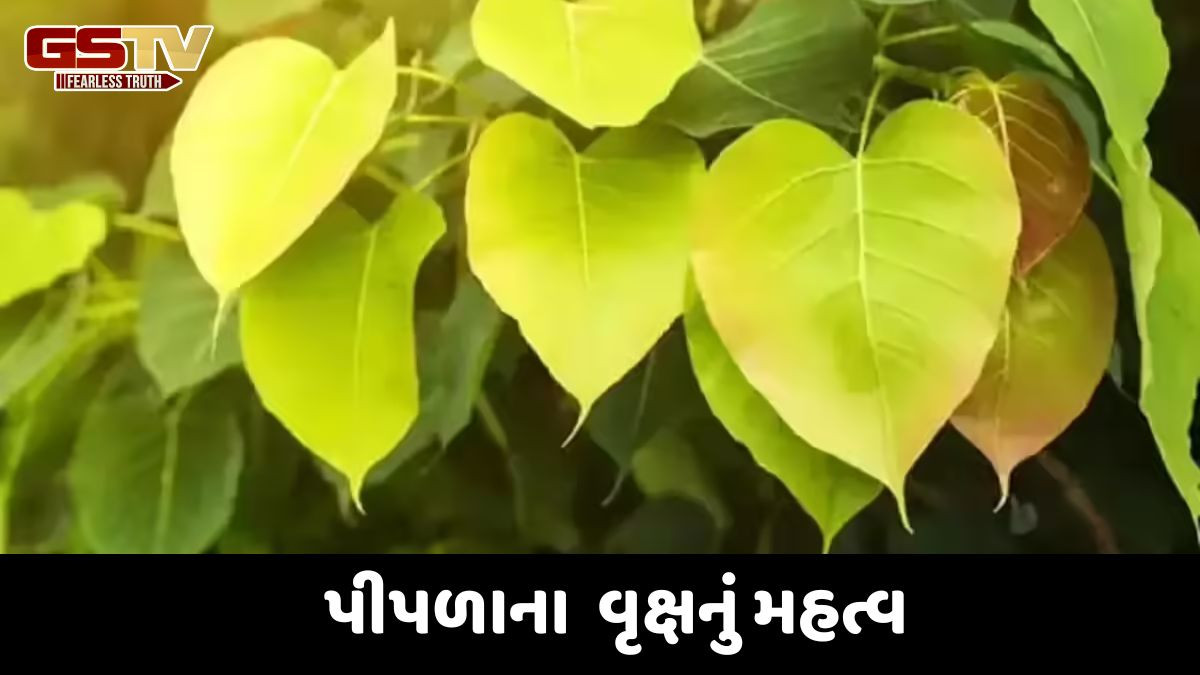 Religion: જો તમારા ઘરની દિવાલ કે છત પર પીપળાનું ઝાડ ઉગ્યું હોય, તો તેને સરળ રીતે દૂર કરો