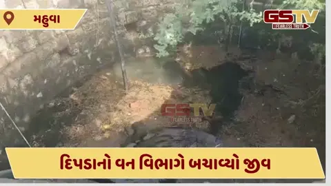 VIDEO: મહુવાના દુધાળા ગામમાં કુવામાં ખાબકેલા દિપડાનો વન વિભાગે બચાવ્યો જીવ