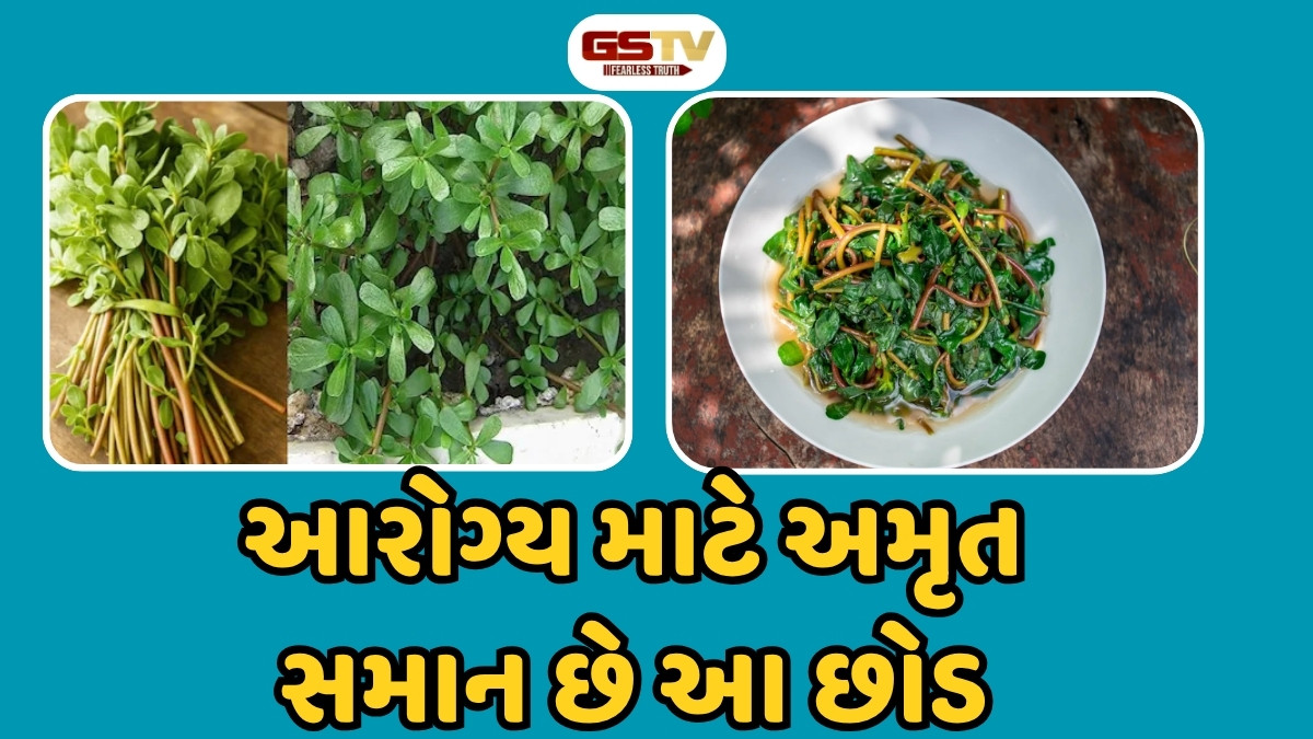 Health Tips: આરોગ્ય માટે અમૃત સમાન છે ઔષધીય ગુણોથી ભરપૂર આ છોડ, સ્વાસ્થ્યને થાય છે અગણિત લાભ