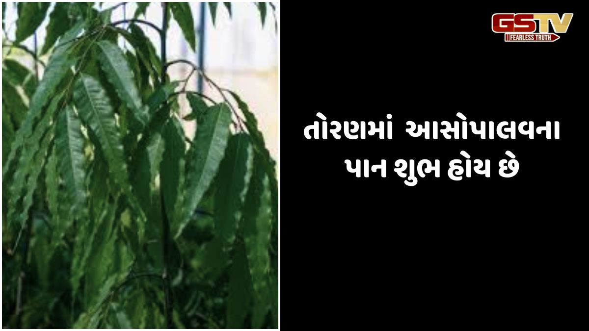 Religion: તોરણમાં આશોપલવના પાન શુભ હોય છે? જાણો શા માટે તોરણ લગાવામાં આવે છે