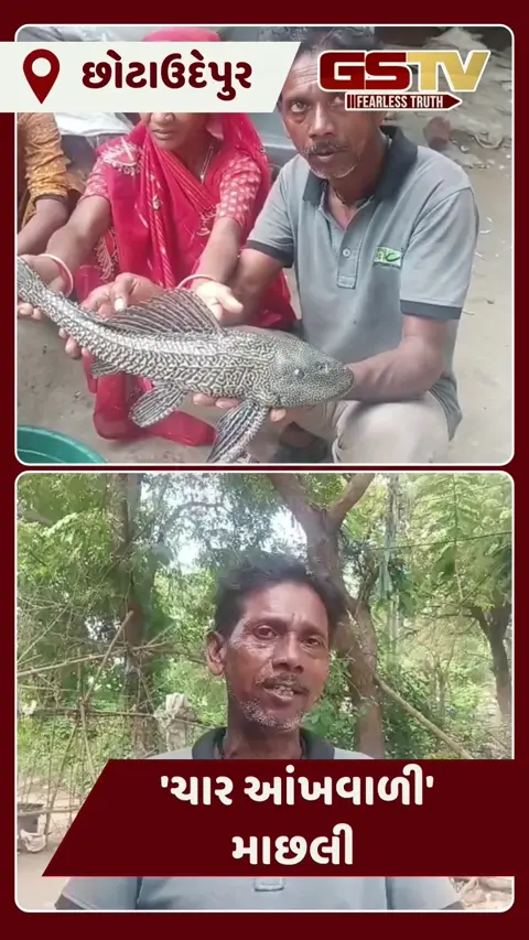 Video: Chhota udaipurના જોજવા ડેમમાંથી મળી દુર્લભ 'ચાર આંખવાળી' માછલી, અજગરના ભીંગડાં જેવી રચના