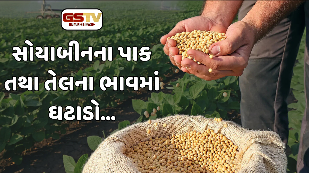 સોયાબીનનો નબળો પાક, ઓછું ઉત્પાદન અને ભાવ MSP કરતા પણ નીચે... 