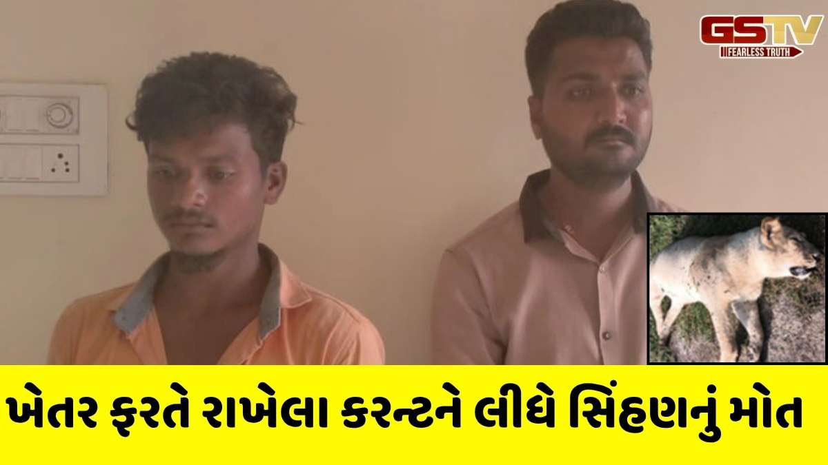 Amreli news: ખેતરમાં તાર ફેન્સિંગથી વીજશોક લાગતા સિંહણનું મોત, વન વિભાગે 2 લોકોને ઝડપ્યા