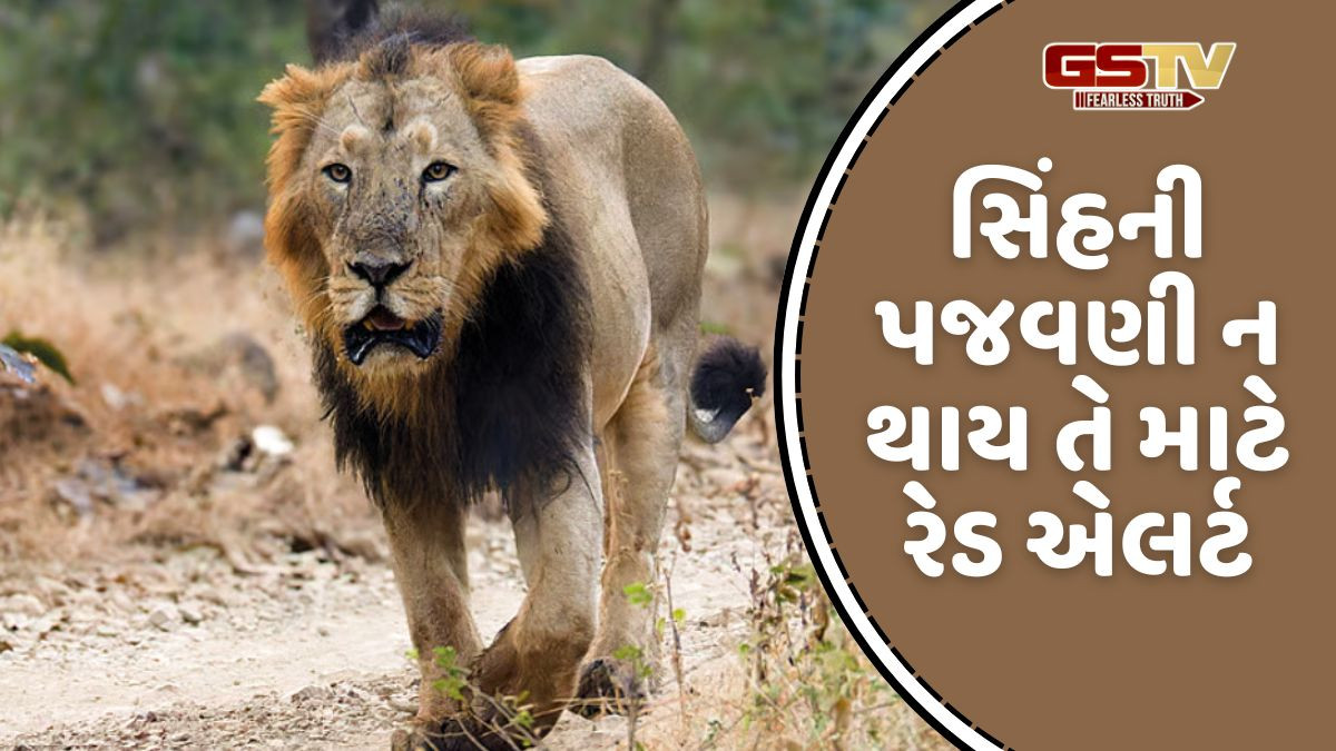 દિવાળીનાં મિનિ વેકેશનમાં સિંહોની પજવણી ન થાય તે માટે રેડ એલર્ટ, વનતંત્ર દ્વારા નવ દિવસ રાઉન્ડ ધ ક્લોક પેટ્રોલિંગ