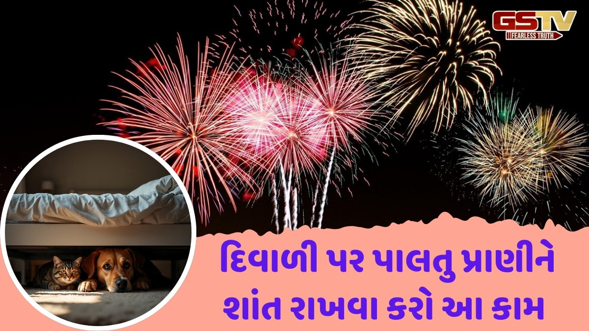 Diwali 2025 / દિવાળી દમિયાન પાલતુ પ્રાણીઓનું આ રીતે રાખો ધ્યાન, ફટાકડાના અવાજથી નહીં થાય પરેશાન