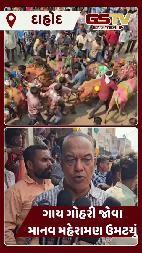 VIDEO: દાહોદ જિલ્લામાં અનોખી અને પારંપરિક રીતે ગાય ગોહરીથી નવા વર્ષની ઉજવણી 