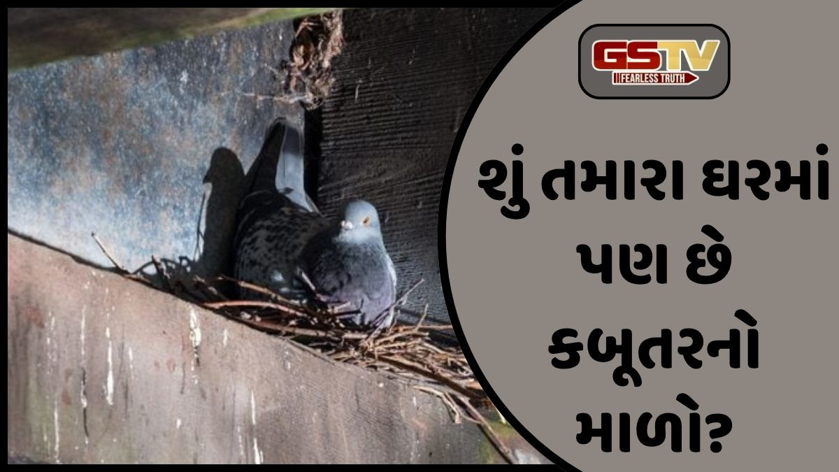 Religion: ઘરમાં કબૂતરનો માળો બનાવવો શુભ કે અશુભ? જાણો શું કહે છે વાસ્તુ શાસ્ત્ર