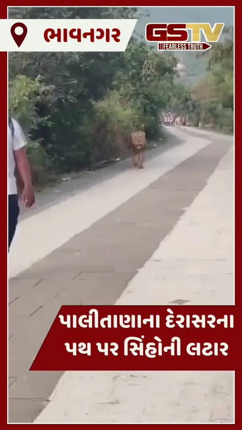 VIDEO: પાલીતાણાના જૈન તીર્થધામ પાલીતાણાના પથમાર્ગે શ્રદ્ધાળુઓની સાથે સિંહોની લટાર, સર્જાયું અદભૂત દૃશ્ય