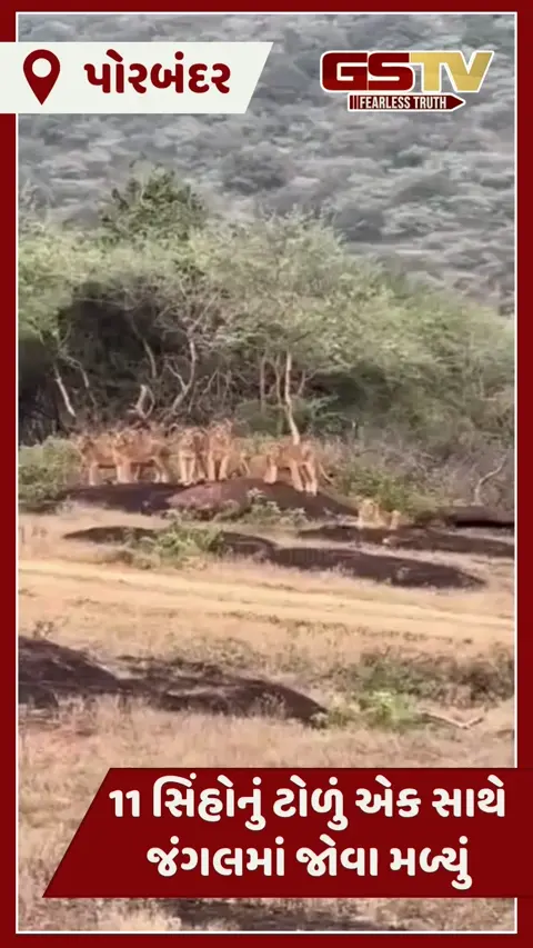VIDEO: બરડા ડુંગરના જંગલોમાં 11 સિંહોની ગેલ, પ્રવાસીઓ થયા મંત્રમુગ્ધ