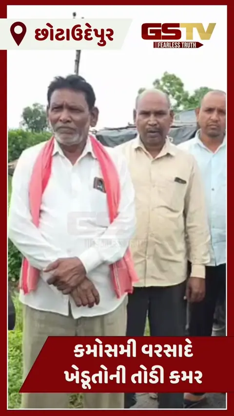Video: કમોસમી વરસાદે ખેડૂતોની તોડી કમર, નસવાડીના પાલા ગામમાં તૈયાર કપાસ-ડાંગરને મોટું નુકસાન