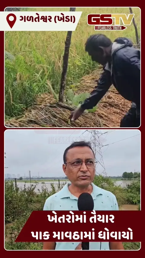 VIDEO: ખેડાના ગળતેશ્વરમાં એક જ રાતમાં 3 ઈંચ વરસાદ ખાબકતા ખેડૂતોની હાલત કફોડી બની