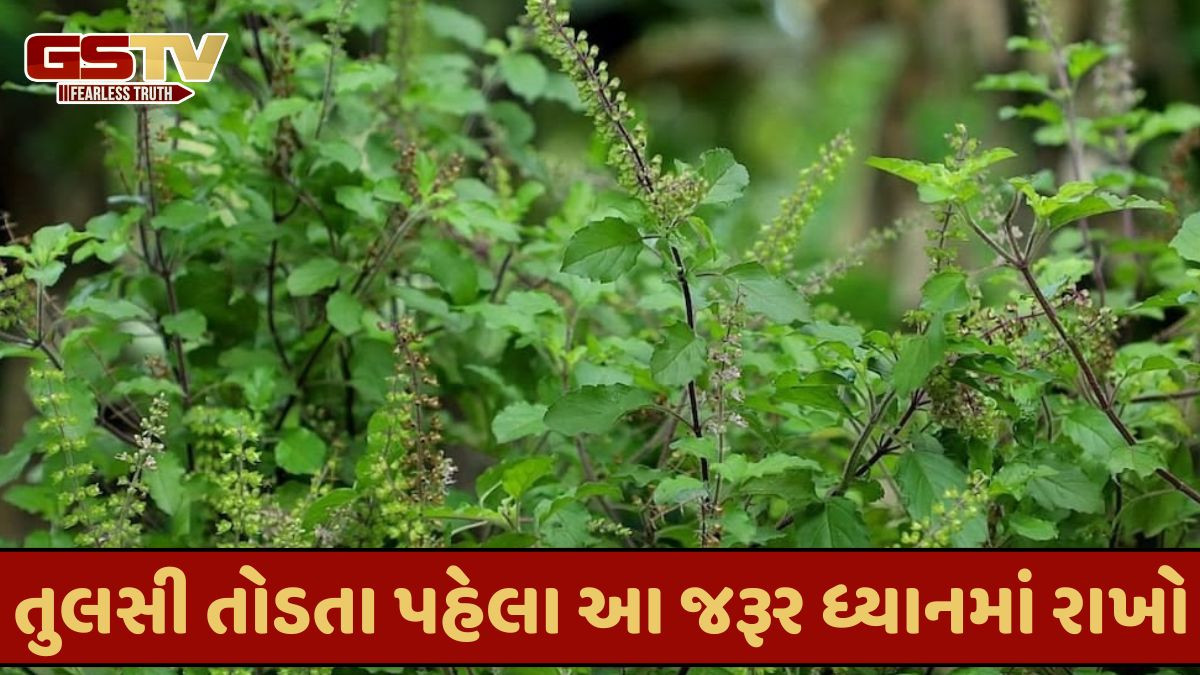 આવા સમયે તુલસીનો ઉપયોગ ટાળવો જોઈએ, તેને તોડતા પહેલા જાણી લો કે આ પરિણામો આવી શકે