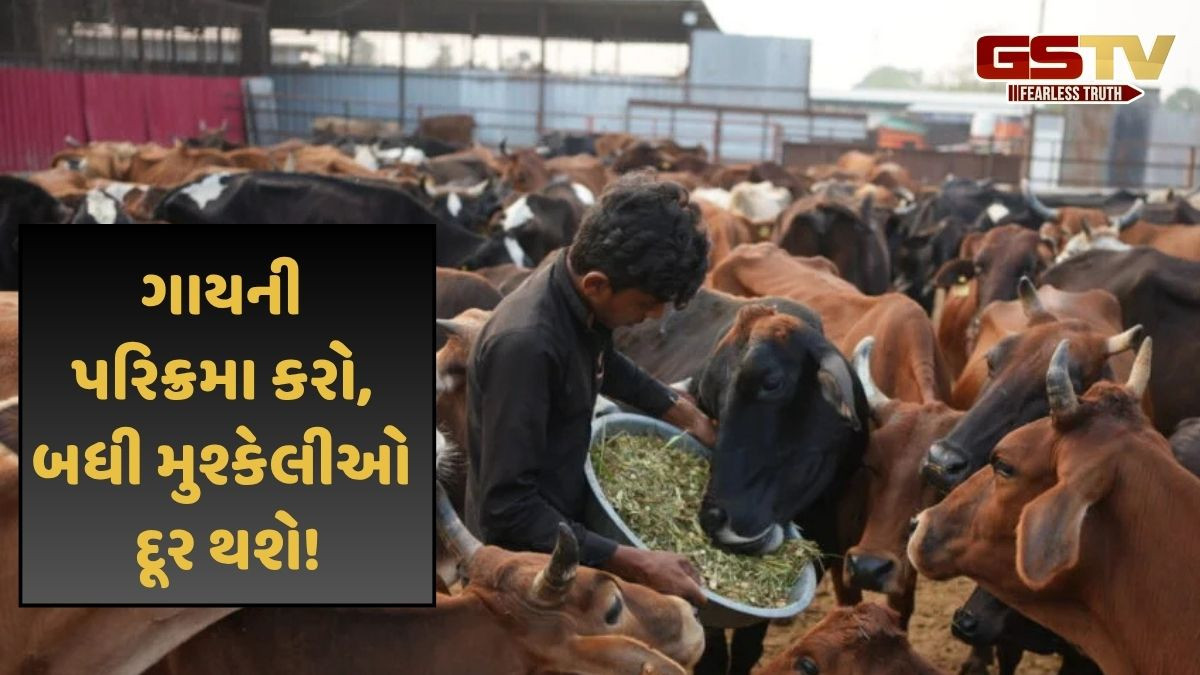 ગાયની સેવા કરવાથી , તમારી બધી અધૂરી ઇચ્છાઓ થઈ શકે છે પૂર્ણ