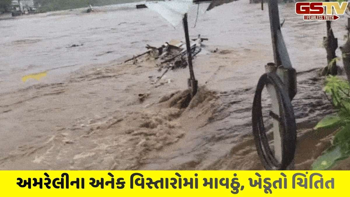 Amreli news : અમરેલીના રાજુલામાં ભારે વરસાદ, ધાતરવડી ડેમના 2 ગેટ ખોલાતા એલર્ટ અપાયું