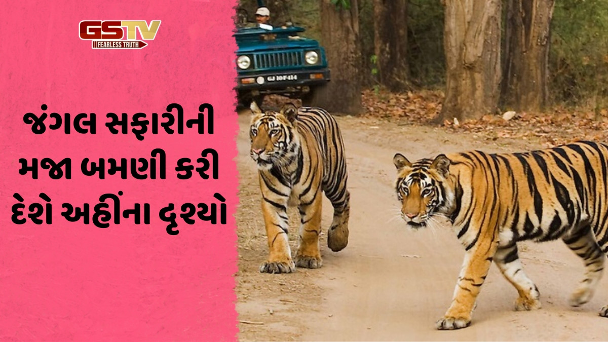 નવેમ્બરમાં બનાવી રહ્યા છો જંગલ સફારીનો પ્લાન? તો વાઘ જોવા માટે આ જગ્યાઓને ટ્રાવેલ લિસ્ટમાં કરો સામેલ