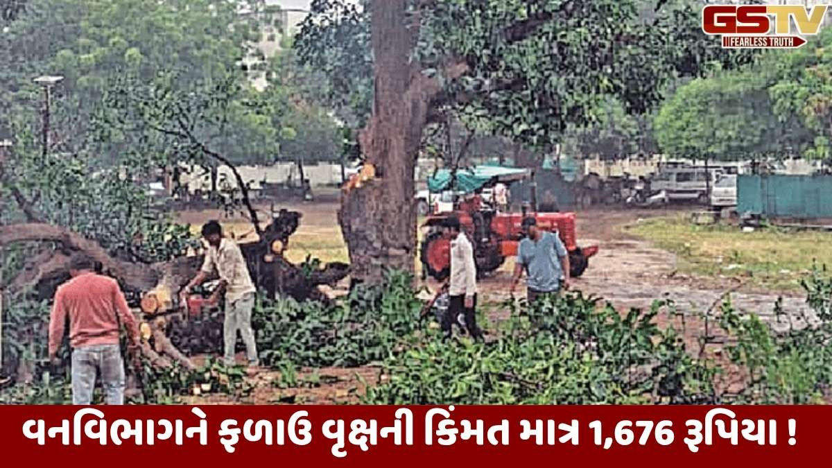Gandhinagar news: હરિયાળા ગાંધીનગરના સેકટર-3માં 100 વર્ષ જૂનું આંબાનું વૃક્ષ કાપતા વિવાદ, પ્રકૃત્તિપ્રેમીઓમાં આક્રોશ