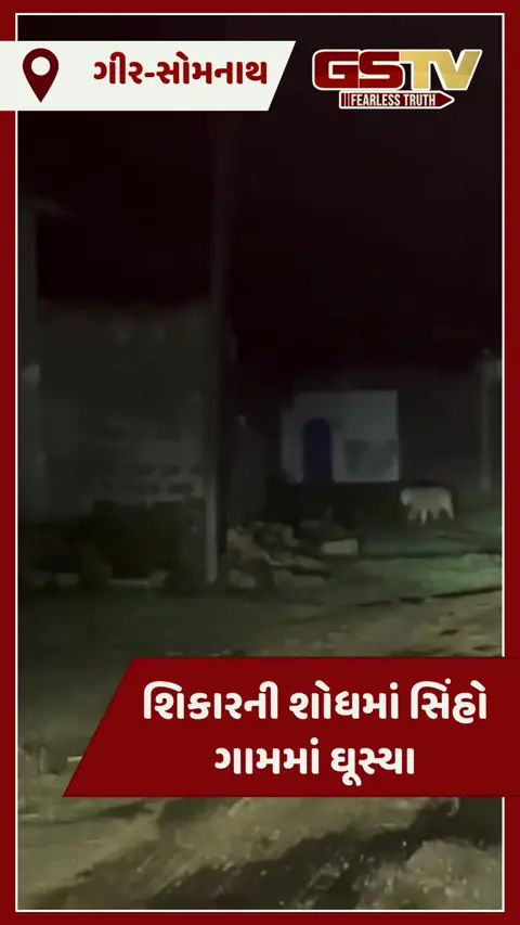 VIDEO: ગીર ગઢડાના ફાડસર ગામમાં શિકારની શોધમાં મોડી રાત્રે સિંહો ઘૂસ્યા, સોશિયલ મીડિયામાં વીડિયો વાયરલ