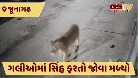 VIDEO: જૂનાગઢના રહેણાક વિસ્તારમાં ફરી સિંહ શિકારની શોધમાં ચઢી આવ્યો