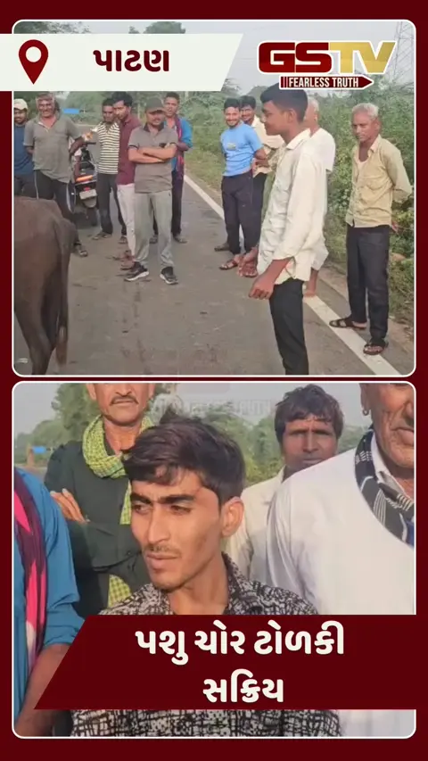 Video: Patan માં સક્રિય થઈ પશુ ચોર ટોળકી, નોરતા ગામે પાડો ચોરી કરી ભાગતા અકસ્માત નડ્યો, ગાડી મૂકી ચોર ફરાર