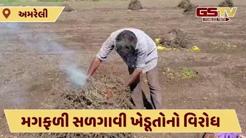 Video: અમરેલી જિલ્લામાં ખેડૂતોએ મગફળી સળગાવી સરકાર સામે ઠાલવ્યો રોષ, ધરતીપુત્રો ટેકાના ભાવની ખરીદીથી નારાજ