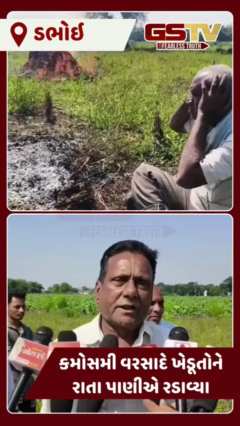 VIDEO: ડભોઈ તાલુકામાં માવઠાને લીધે પાક નિષ્ફળ જતા ખેડૂતોમાં ભારે રોષ