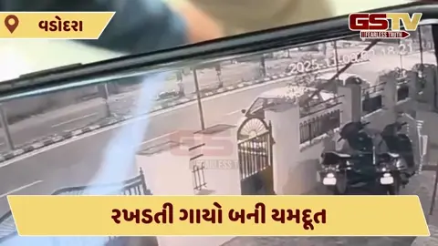 Vadodara/ 'રખડતી ગાયોનો આતંક', એકનું મોત, એક ઘાયલ; પશુ માલિકોની બેદરકારીથી અકસ્માતો વધ્યા
