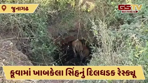Video: જુનાગઢ જિલ્લામાં સિંહ કૂવામાં ખાબક્યો, વનવિભાગે ભારે જહેમત બાદ કર્યું રેસ્ક્યૂ