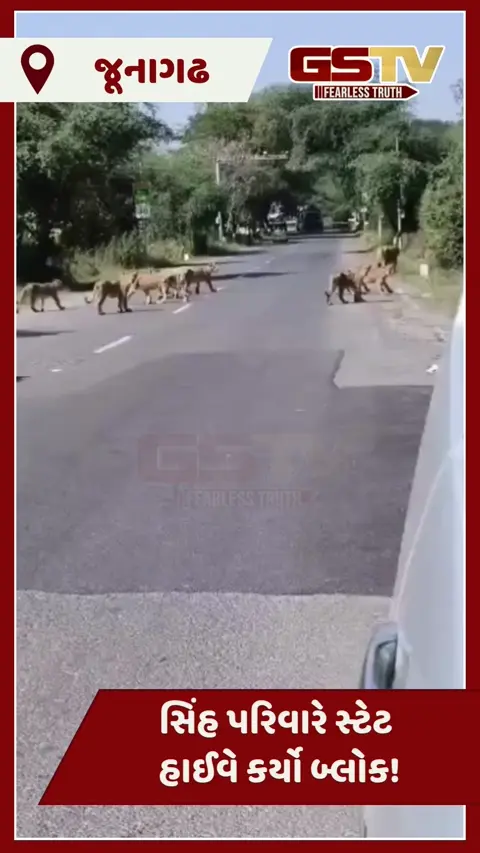 Video/ જૂનાગઢમાં ધોળા દિવસે સિંહ પરિવારે સ્ટેટ હાઈવે કર્યો બ્લોક!