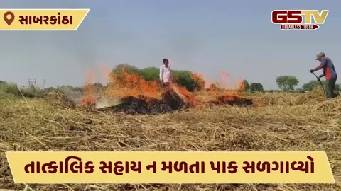 Video: પ્રાંતિજમાં સહાયની રાહ જોતાં ખેડૂતોની ધીરજ ખૂટી, ભારે હૈયે નિષ્ફળ ગયેલો પાક સળગાવ્યો