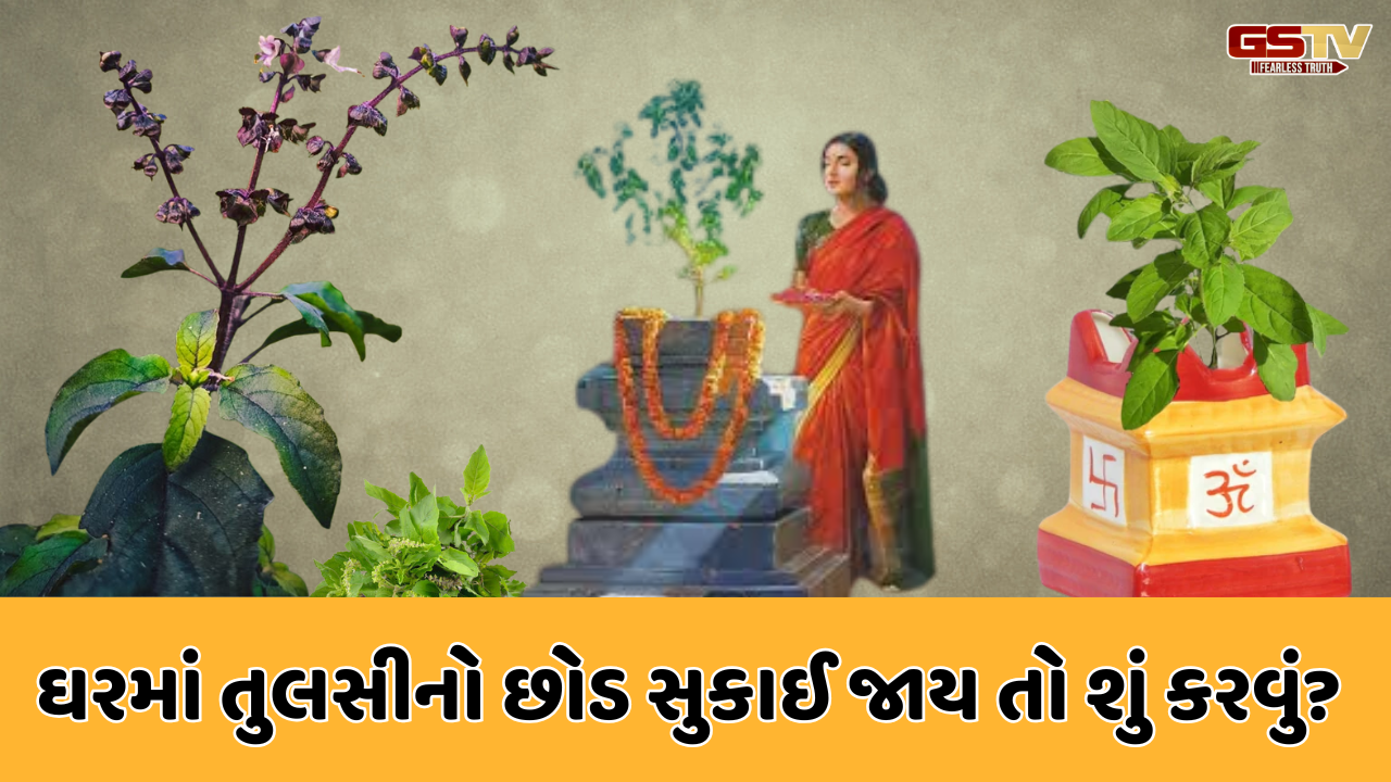 Religion: તમારા ઘરમાં તુલસીનો છોડ સુકાઈ જાય તો શું કરવું?