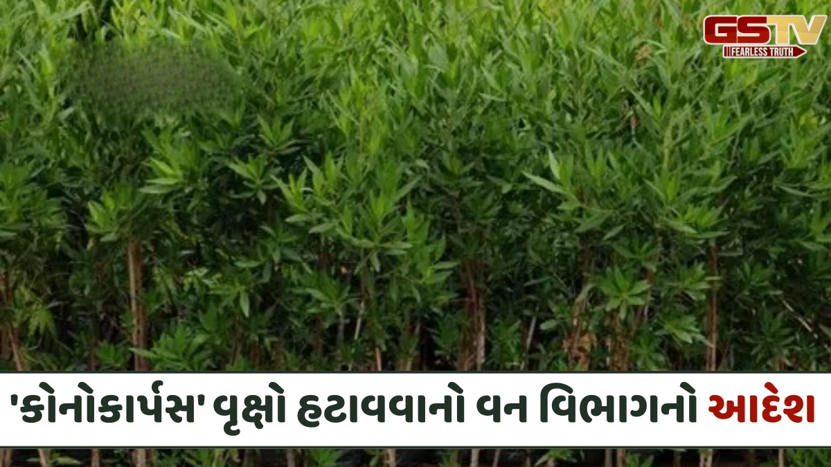 અમદાવાદ જિલ્લાના આ વિસ્તારમાંથી 'કોનોકાર્પસ' વૃક્ષો તાત્કાલિક ધોરણે દૂર કરવા આદેશ