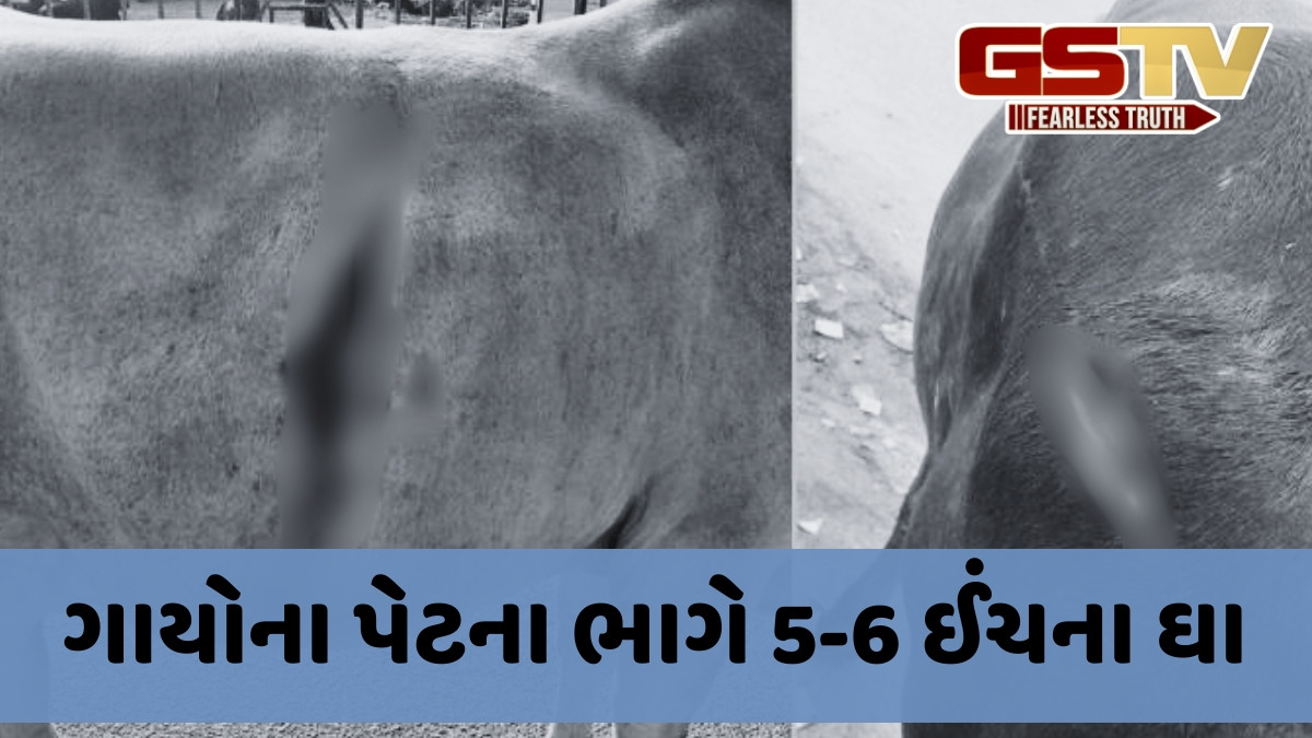 Chhota Udaipur news:  બોડેલીમાં અજાણ્યા શખ્સે ક્રૂરતાપૂર્વક 8 ગાયોને માર્યા હથિયારના ઘા, લોકોમાં ઉગ્ર રોષ