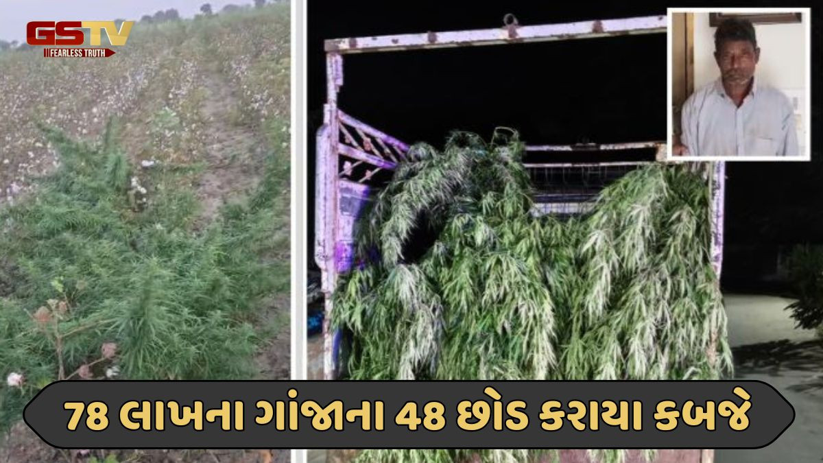 Amreli news: કપાસના પાકની આડમાં વાવેતર કરાયેલો 155 કિલો ગાંજો જપ્ત, એક શખ્સની ધરપકડ