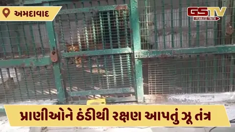 Video: કાંકરિયા ઝૂ માં પ્રાણીઓને ઠંડીથી રક્ષણ આપવા હીટર મુકાયા, ખોરાકમાં પણ કરાયો ફેરફાર