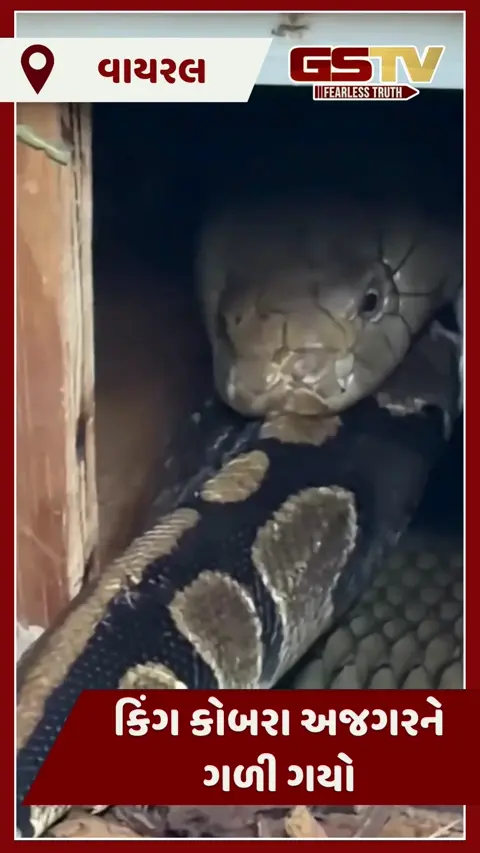 VIDEO : કિંગ કોબરા અજગરને નૂડલ્સની જેમ ગળી ગયો, આ દૃશ્યો જોઈ તમે પણ ડરી જશો