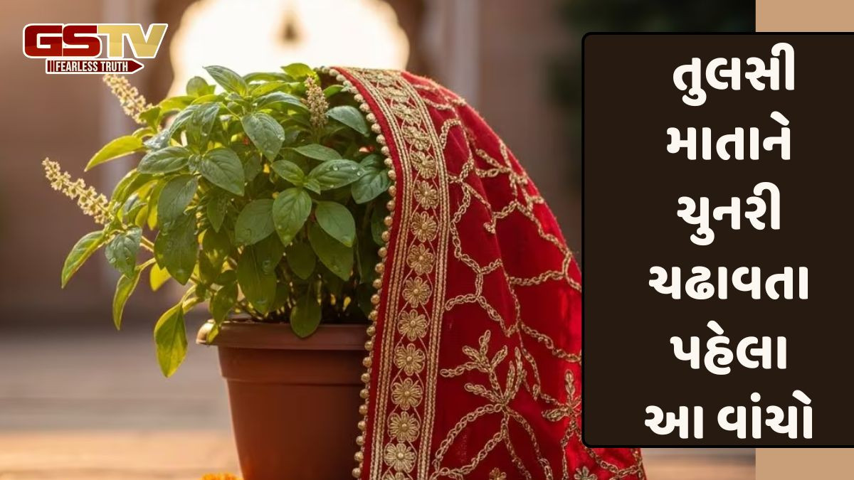 સૌભાગ્ય અને આદરનું પ્રતીક છે તુલસી; ધાર્મિક દ્રષ્ટિકોણથી, તુલસીને ચુંદડી અર્પણ કરવી યોગ્ય છે કે ખોટું?