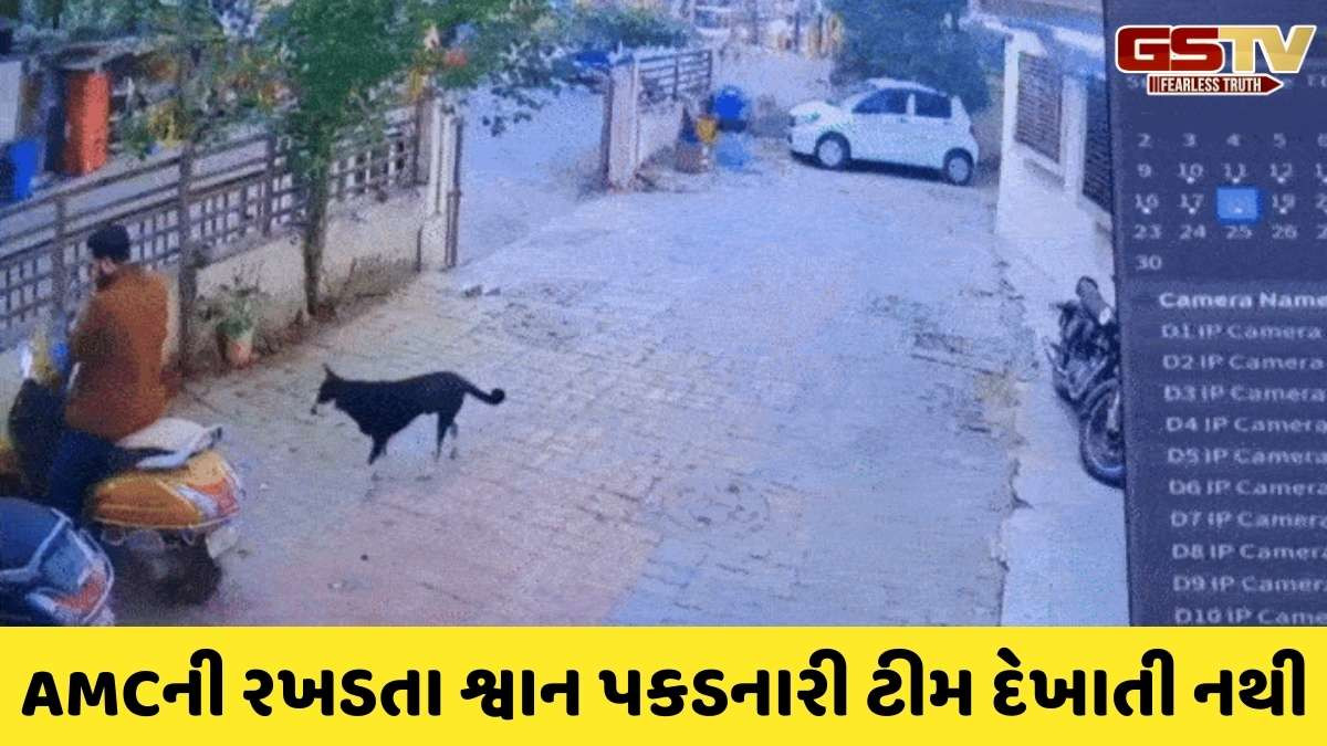 Ahmedabad news: રખડતા શ્વાનોનો અમદાવાદમાં આતંક, માત્ર એક જ દિવસમાં 5 લોકોને બચકાં ભર્યા 