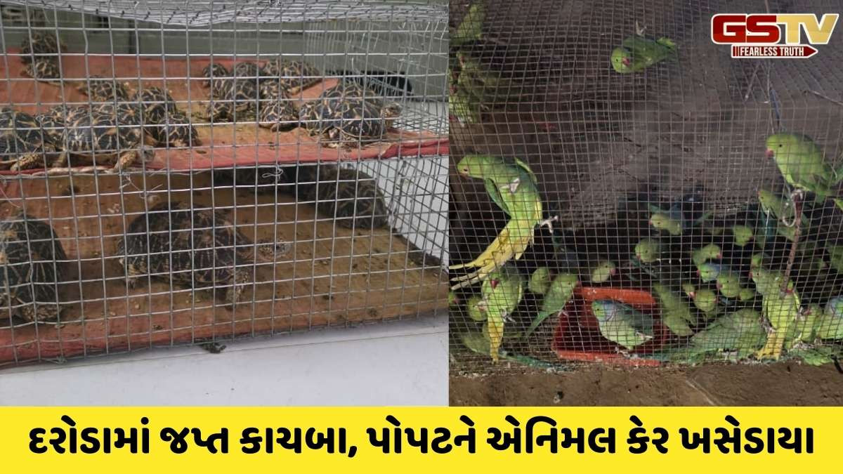 Ahmedabad news: ગેરકાયદેસર સૂરજ કાચબો, સુડા પોપટના વેપારમાં સંકળાયેલા આરોપીઓના ઘરે SOGના દરોડા