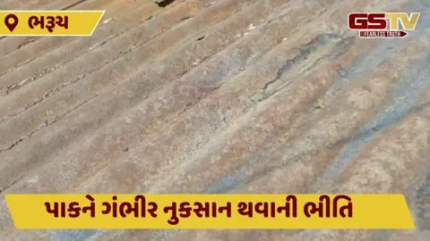 Bharuch: પિલુદ્રામાં કેમિકલ યુક્ત ડસ્ટથી ખેડૂતોમાં રોષ, કંપનીના ગેટ પર કર્યો ઘેરાવ