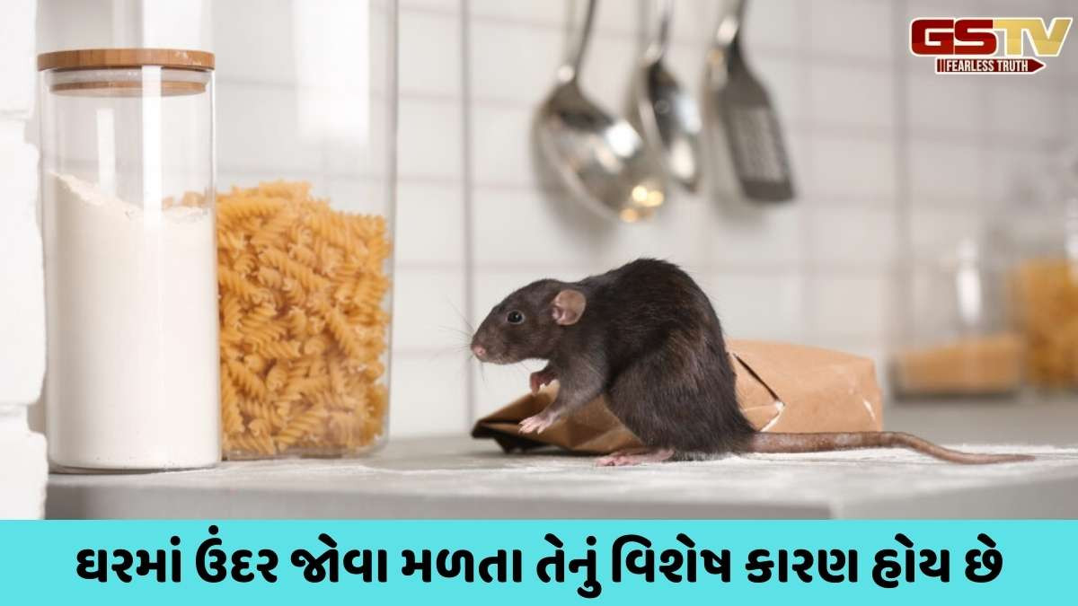 Vastu tips: ઘરમાં ઉંદર ફરતો જોવાનો કે વારંવાર ઉંદરો જોવાનો શું અર્થ થાય છે? શુકનો પરથી શુભ અને અશુભ સંકેતો વિશે જાણો