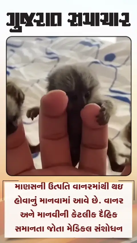 હથેળીમાં સમાઇ જાય તેવા અનોખા મંકી