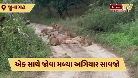 VIDEO: સાસણ ગીરથી અદ્દભુત નજારો, એક સાથે જોવા મળ્યા અગિયાર સિંહ