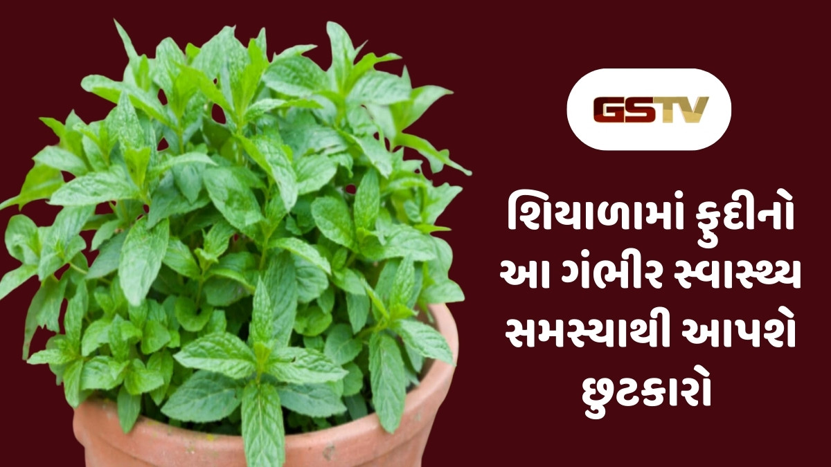 Health Tips : શિયાળામાં પણ ફુદીનો શરીર માટે વરદાન સમાન, ફાયદા જાણીને જરૂર કરશો સેવન