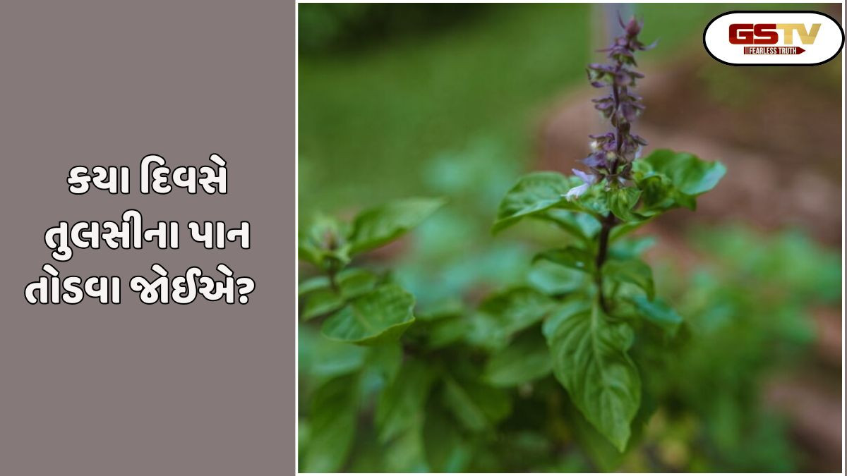 Religion: કયા દિવસે તુલસીના પાન કેમ ન તોડવા જોઈએ? આ ભૂલના દુર્ગામી પરિણામો આવી શકે છે