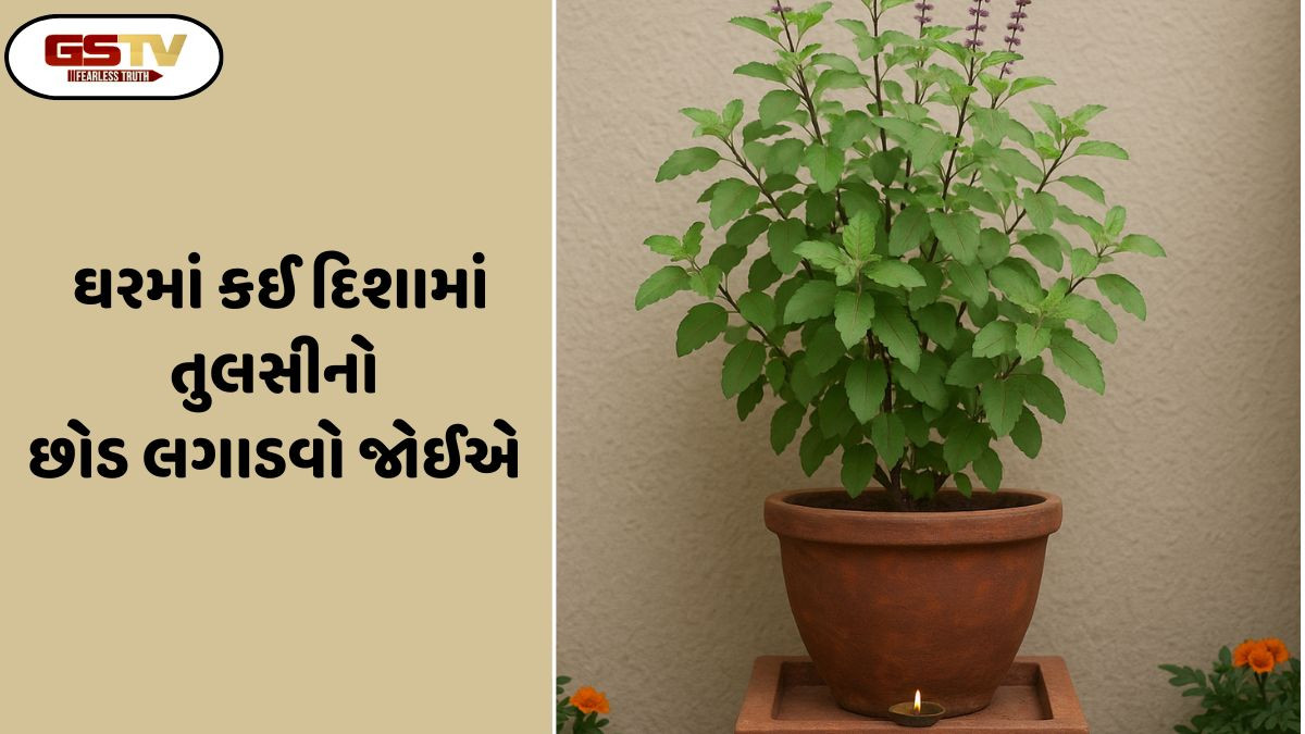 Religion :ઘરમાં આ દિશામાં તુલસી ન લગાવો, નહીંતર દુર્ભાગ્ય આવવાની આશંકા છે