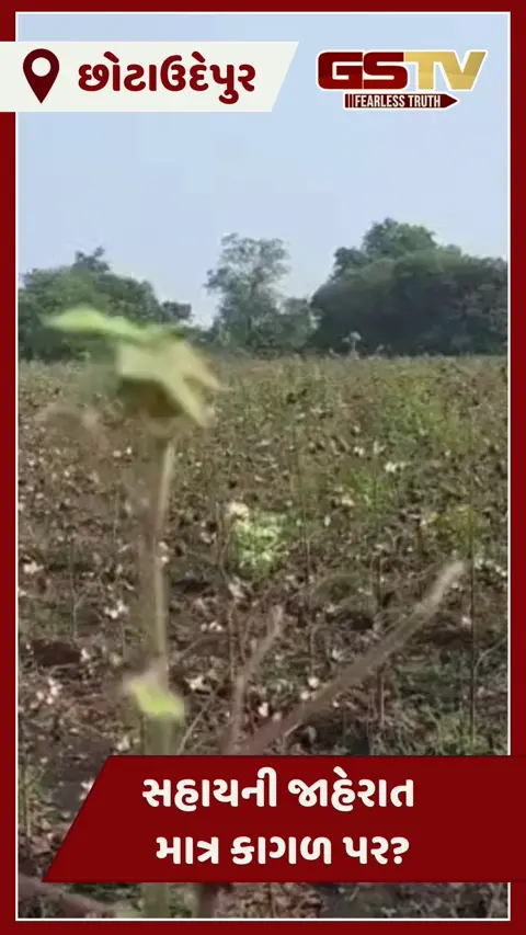 Video/ Chhota Udaipurમાં ખેડૂતો થયા પાયમાલ, સરકારી સહાયની જાહેરાત છતાં એક રૂપિયો પણ મળ્યો નથી