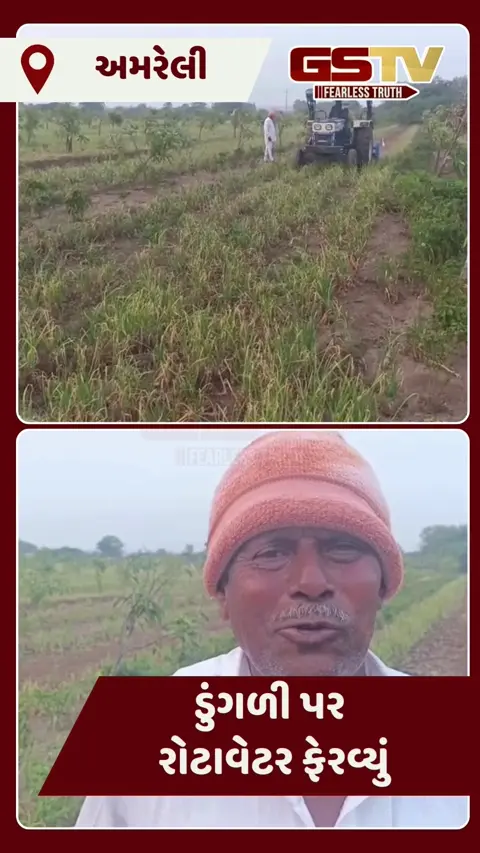 Video/ Amreliના ખેડૂતે 5 વીઘાનો ડુંગળીના પાકમાં ફેરવ્યું રોટાવેટર, ઉભા પાકનો કર્યો નાશ 