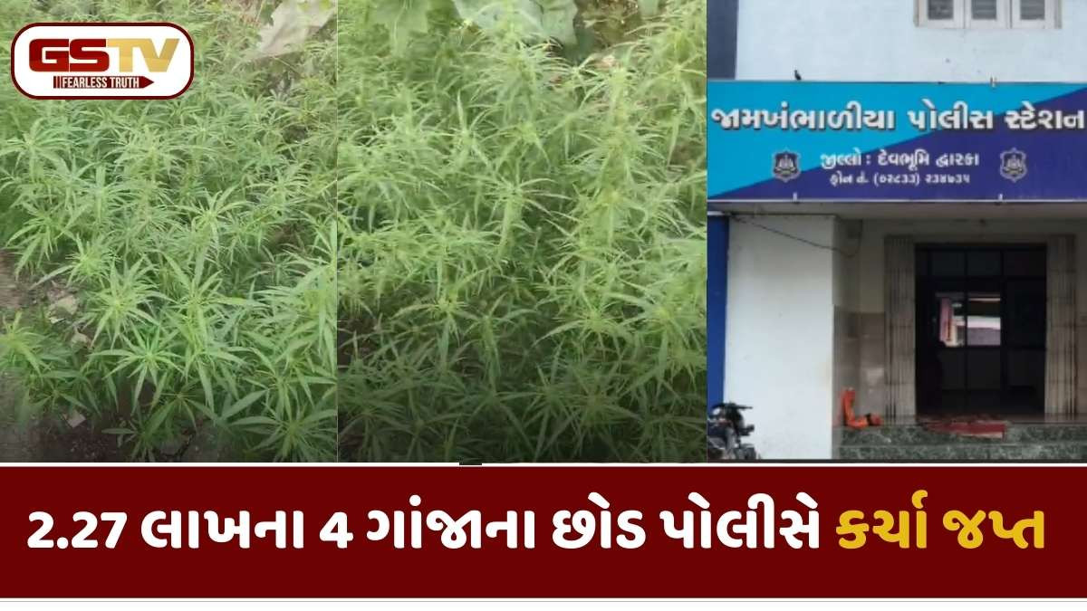 Dwarka news: ખંભાળિયા તાલુકાના કંચનપુર ગામમાં ગેરકાયદે ગાંજાનું વાવેતર ઝડપાયું
