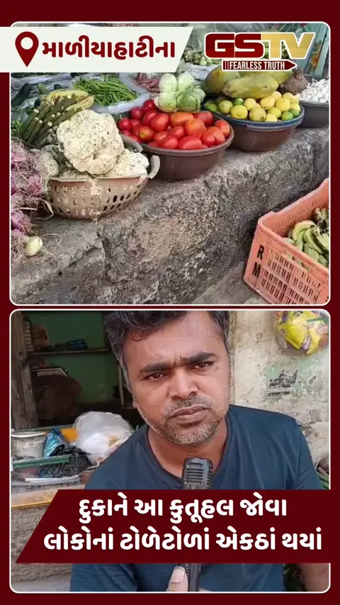 VIDEO: માળિયાહાટીનામાં શાકભાજીના વેપારીને ત્યાં એકસાથે 9 કોબીજનો જોટો જોવા મળતા લોકો ઉમટયાં